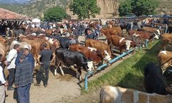 Aşılamada başarı oranı yüzde 85’i geçti: Kastamonu’da hayvan pazarı yeniden açıldı!