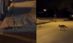 Kastamonu Merkezde Tilki Sürprizi