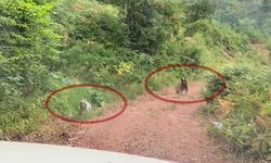 Kastamonu ormanlarında şaşırtan karşılaşma: Yavru ayının merakı anne ayıyı agresifleştirdi