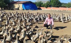 Kastamonu’da 130 civcivle yola çıktı: Kaz yetiştiriciliğinde öncü konuma geldi