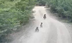 Kastamonu'da anne ayı ve yavruları anbean kaydedildi