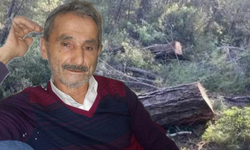 Kastamonu'da üzerine ağaç devrilen adam hayatını kaybetti