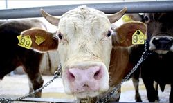 Kastamonu'nun ilçesinde tespit edildi: 58 köy karantinaya alındı!