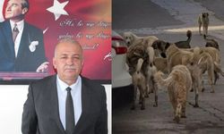 Kastamonu’nun köylerinde çipsiz ve sahipsiz köpekler tek tek toplanacak