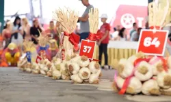 Beyaz Altının Kralı Kim Olacak? Taşköprü'de Geri Sayım Başladı