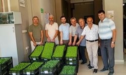 Kastamonu’nun ilçesinde üreticilere fide desteği sağlandı