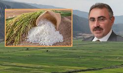 Tosya mı, Kargı pirinci mi? Profesör Dr. Ahmet Kankal tez yazdı