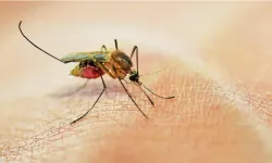 Dünya Alarmda: Chikungunya Virüsü Hızla Yayılıyor! Türkiye Tehlikede mi?