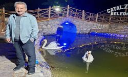 Kastamonu’da feci olay: Ağaçtan düşerek hayatını kaybetti