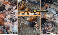 Korkunç Olay: 300 Tavuk Telef Oldu!