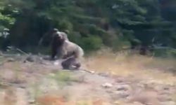 Kastamonu'da Anne Ayı ve Yavruları Görüntülendi