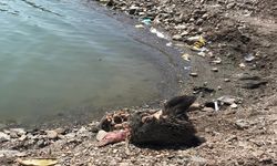 Kastamonu’nun İçme Suyu Kaynağında Şok Olay: Barajda Domuz Başı Bulundu!
