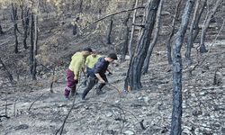 Kastamonu’da Yanan Ormanlarda Çalışmalar Aralıksız Sürüyor