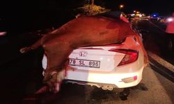 Feci kaza: Otomobilin çarptığı inek telef oldu! (görüntülü haber)