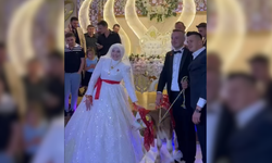 Kastamonu'da damada altın yerine buzağı taktılar!