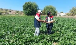 Kastamonu’da Hasat Öncesi Denetim: Şeker Pancarı Tarlaları Kontrol Edildi