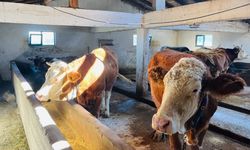 Hayvancılık Desteklerinde Yeni Dönem: Üç Aşamalı Ödeme ve Aile İşletmelerine Sınır!