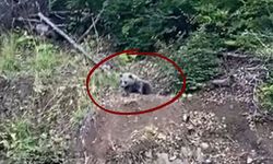 Kastamonu’da Mantar Toplayacaklar Dikkat!