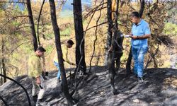 Kastamonu'da orman yangını sonrası çalışmalarına hız verdi