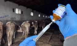 Kastamonu’da Şap Alarmı! Merkez, Taşköprü ve Devrekani’de Yasak Kararı