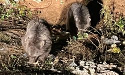 Kastamonu'nun ilçe yolunda ayılar görüntülendi