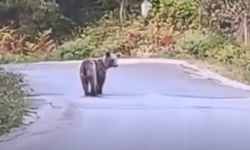 Kastamonu'nun ilçesinde ana yol üzerinde görüntülendi