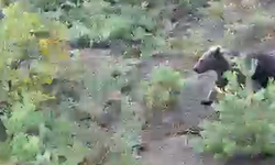 Kastamonu'nun ilçesinde iki ayı görüntülendi