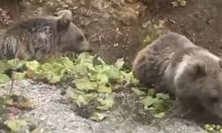 Kastamonu'nun İlçesinde Sürpriz Karşılaşma: Yan Yana Görüntülendiler!