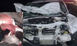 Feci Kaza: Otomobilin Çarptığı İnek Telef Oldu