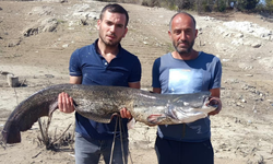 Taşköprü'de 25 kilogramlık yayın balığını yakaladılar!