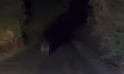 Taşköprü'nün köyünde yola inen ayı kameraya yansıdı