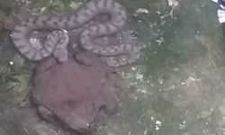Kastamonu'da Kurbağa ile Yılanın Mücadelesi Kamerada