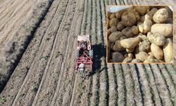 Kastamonu’da 30 Bin Ton Patates: Hasat Devam Ediyor