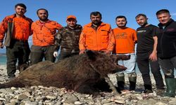 Köylülerin Kâbusuydu: 300 Kiloluk Dev Yaban Domuzu Avlandı