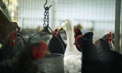 Almanya’da Kuş Gribi Krizi: 500 Binden Fazla Hayvan Telef Edildi, Vaka Sayısı Artıyor