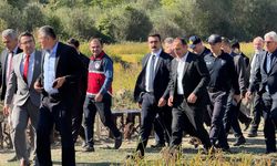 Hanönü'de çeltik hasadı başladı