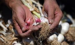 Her Sabah 2 Diş Taşköprü Sarımsağı Yiyin, Sonucu Siz de Görün!