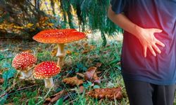 Son dakika: Kastamonu’da mantardan zehirlendiler
