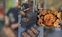Taşköprü’nün Vazgeçilmez Lezzeti Kanlıca Mantarı Görücüye Çıktı