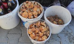 Doğanın Altını Kanlıca Mantarı, Taşköprü Pazarı’nı Renklendirdi