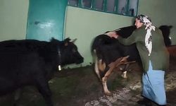 Dere suyu yükseldi: İnekler 2.5 saat mahsur kaldı