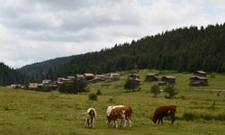 Kastamonu'da yaylalar güzelliğiyle mest ediyor
