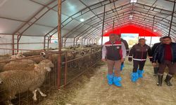 Kastamonu’da Tarımsal Kalkınma Hız Kazanıyor: Hayvancılık İşletmelerine Ziyaret