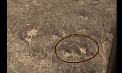 Kastamonu Kırsalında Ender Tür: Kameraya Takıldı