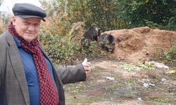 Kastamonu'da öksüz yavru ayılar ilçenin maskotu oldu (görüntülü haber)