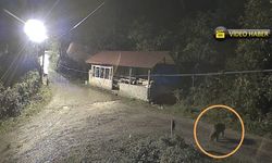 Kastamonu’da Mahalleye İnen Ayı Kameralara Yansıdı (görüntülü haber)
