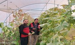 Kastamonu’da Sebze Üretim Alanlarında Saha Çalışmaları Yoğunlaştı