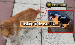Taşköprü'de canilik yeniden hortladı: Kim dur diyecek?