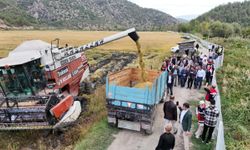 Kastamonu'da 220 dekar alanda çeltik hasadı yapıldı