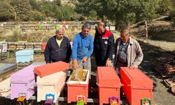 Kastamonu’da Arıcılık Çalışmaları Sürüyor: Kovanlar Denetlendi